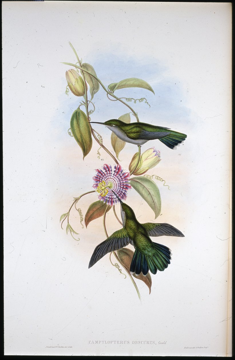 Szent Tamás mangó (Lampornis Virginalis) (kézzel színezett litó) alkotó: John (after) Gould