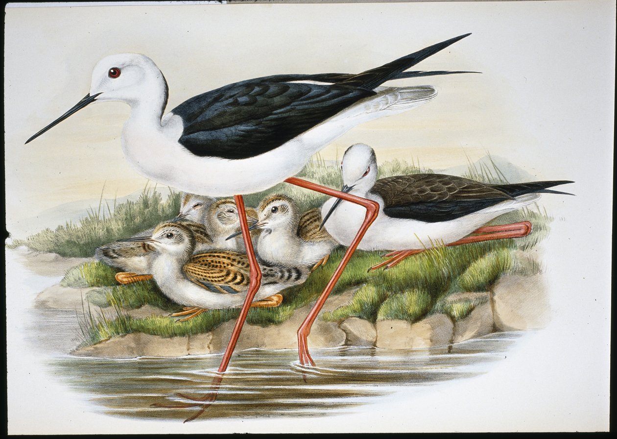 gólyalábas (Himantopus Candidus) (kézzel színezett litho) alkotó: John (after) Gould