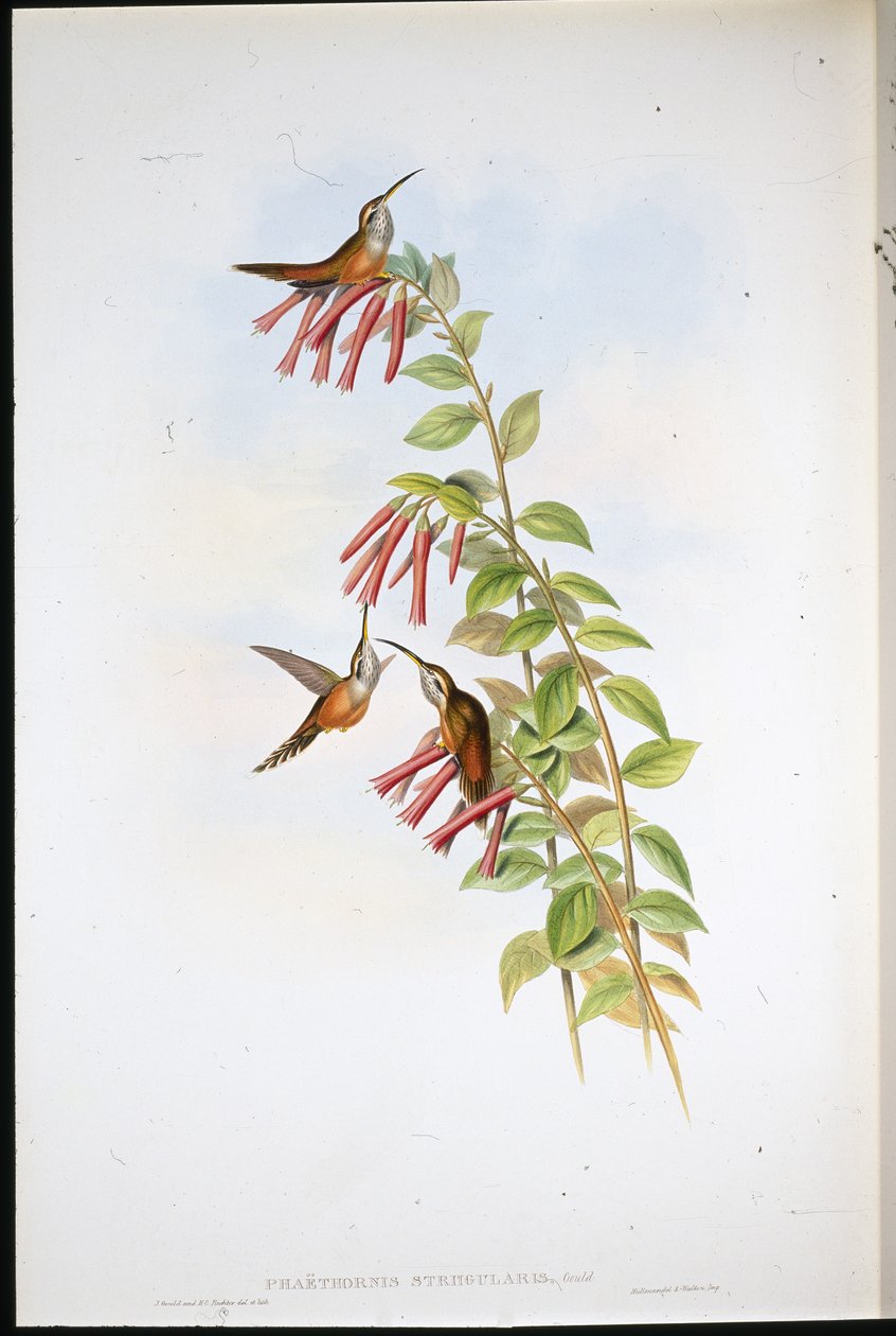 Csíkos torkú remete (Phaethornis Striigularis) (kézzel színezett litho) alkotó: John (after) Gould