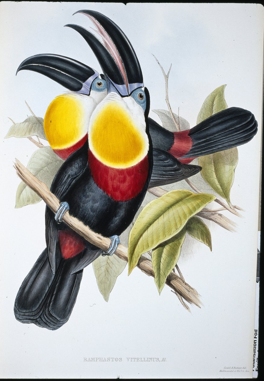 Kén-fehér mellű tukán (Ramphastos Vitellinus) (kézzel színezett litho) alkotó: John (after) Gould