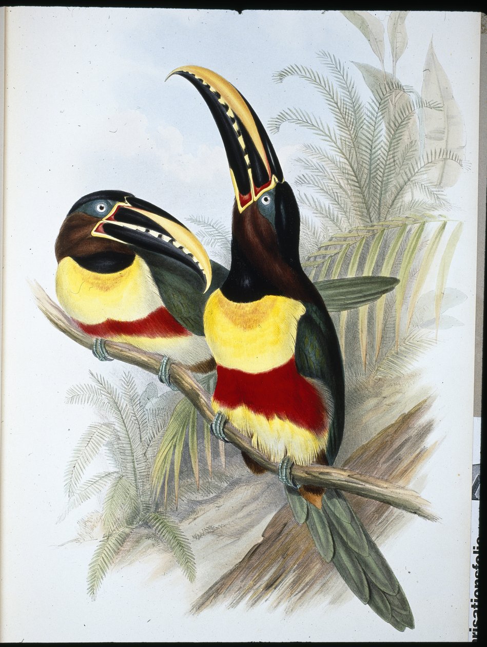 Kén-fehér mellű tukán (Ramphastos Vitellinus) (kézzel színezett litho) alkotó: John (after) Gould