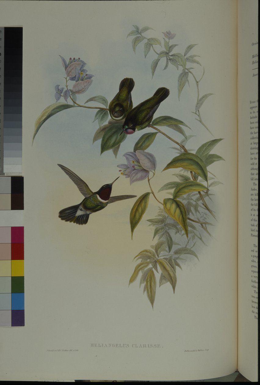 Napangyal (Heliangelus Clarisse) (kézzel színezett litó) alkotó: John (after) Gould