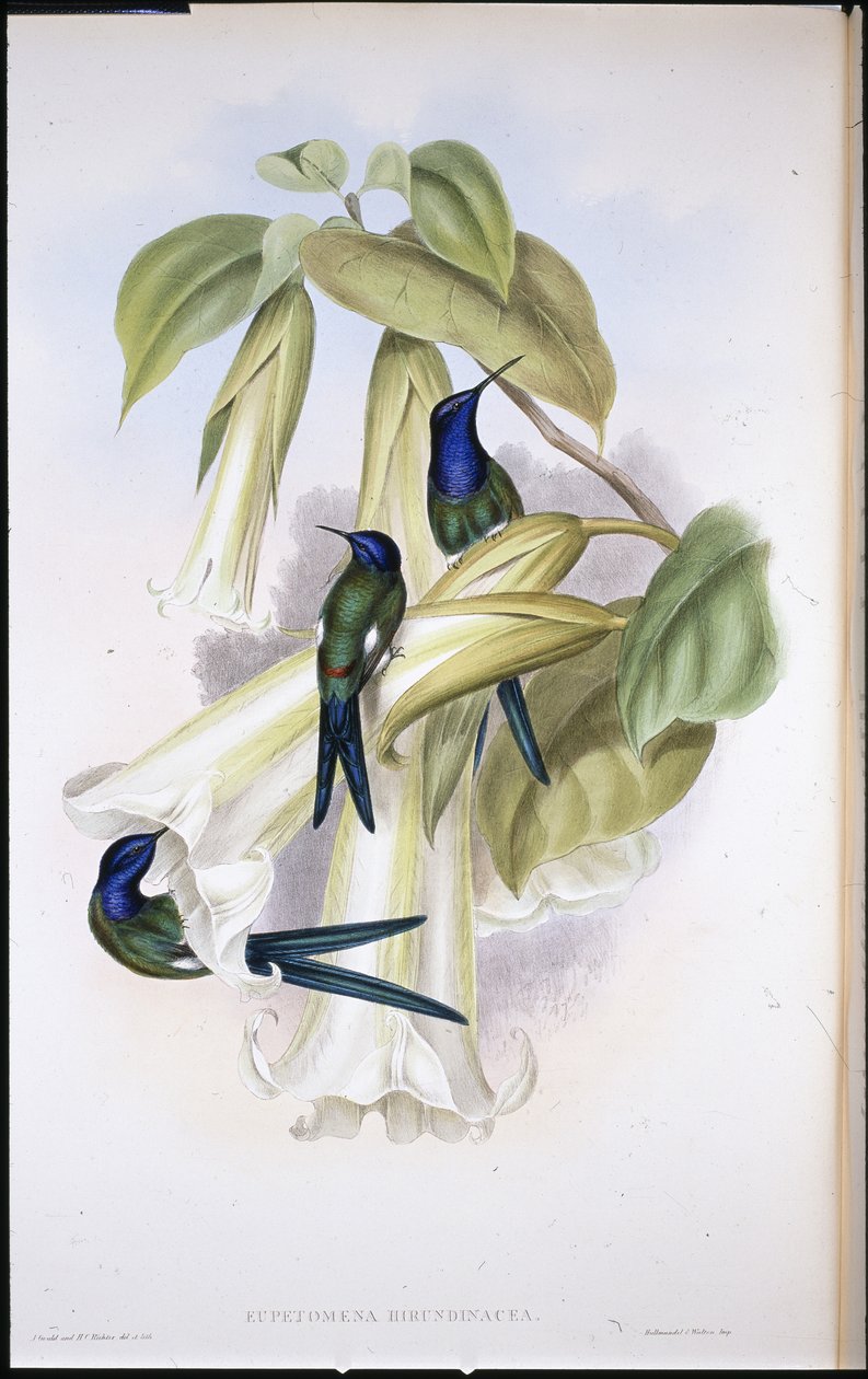 Fecskefarkú Eupetomena Hirundinacea) (kézzel színezett litho) alkotó: John (after) Gould