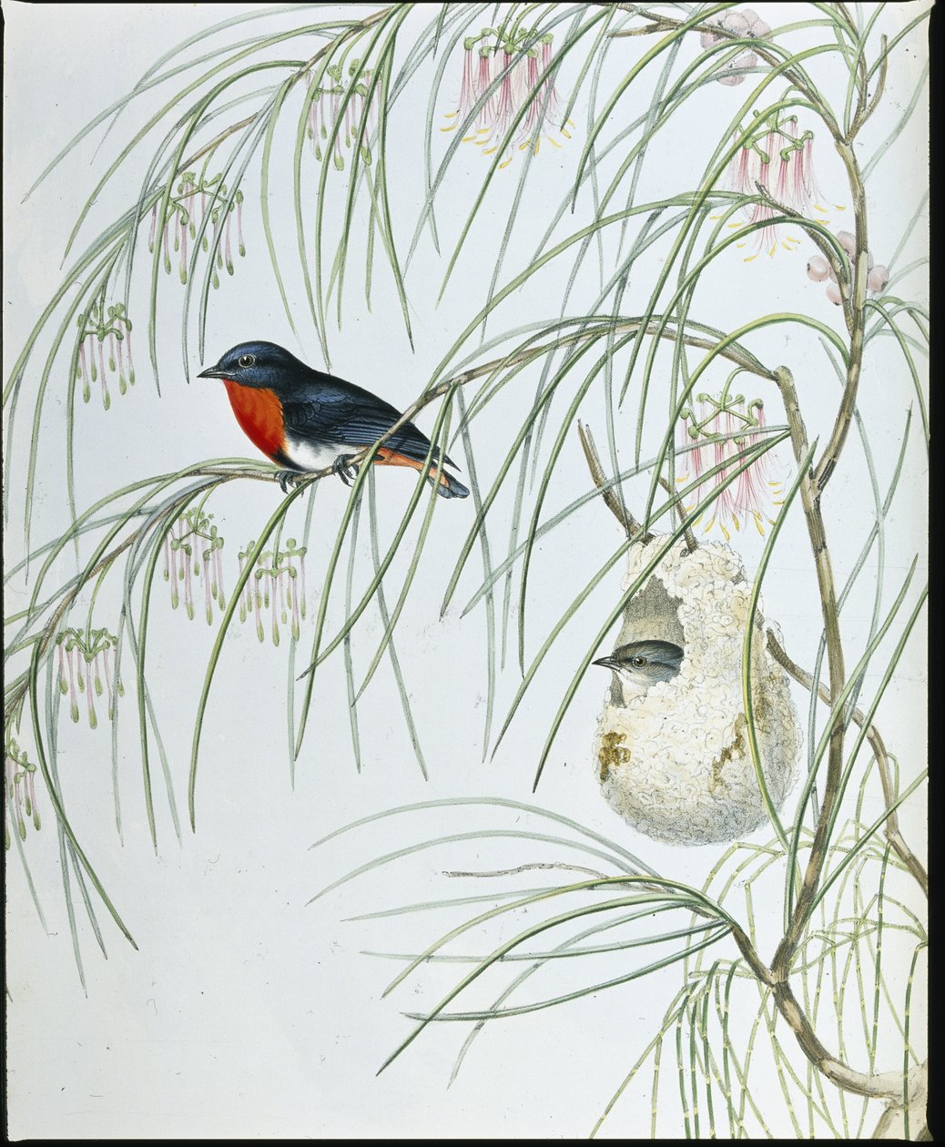 Fecske Dicaeum (kézzel színezett figurák) alkotó: John (after) Gould