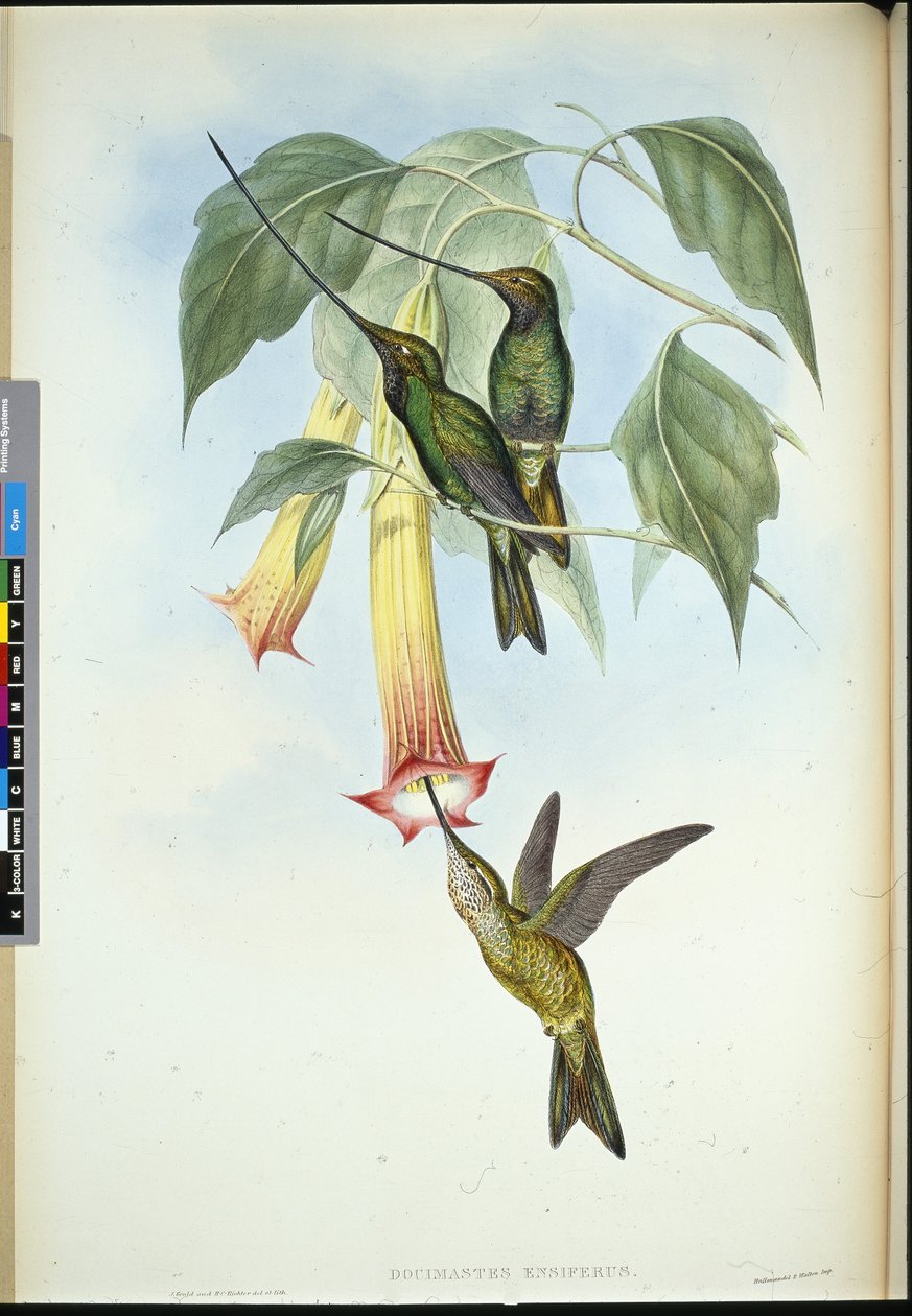 Kardcsőrű (Docimastes Ensiferus) (kézzel színezett litho) alkotó: John (after) Gould