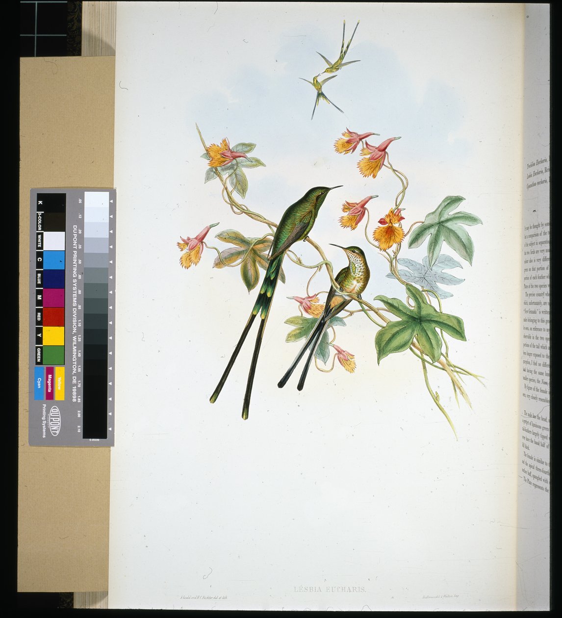 Vonathordozó (lesbia eucharis) (kézzel színezett litho) alkotó: John (after) Gould