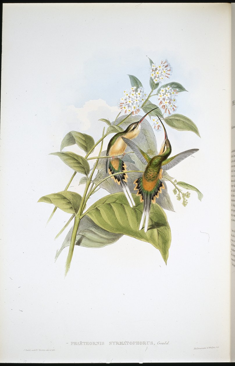 Vonatozó remete (Phaethornis Syrmatophorus) (kézi színezett litográfia) alkotó: John (after) Gould