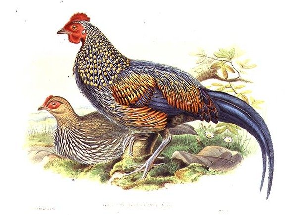 A művész és William Hart (1823-1894) által metszett két ázsiai fácán (Gallus Sonneratii) (litho) alkotó: John (after) Gould