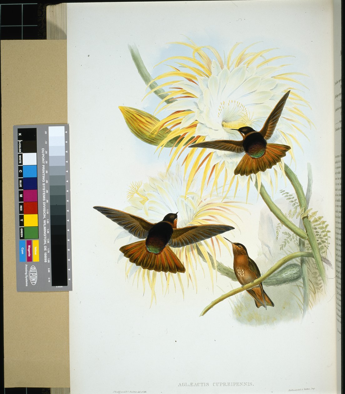 Venezuelai stenura (panychlora stenura) és (panychlora Russata) (kézzel színezett litho) alkotó: John (after) Gould