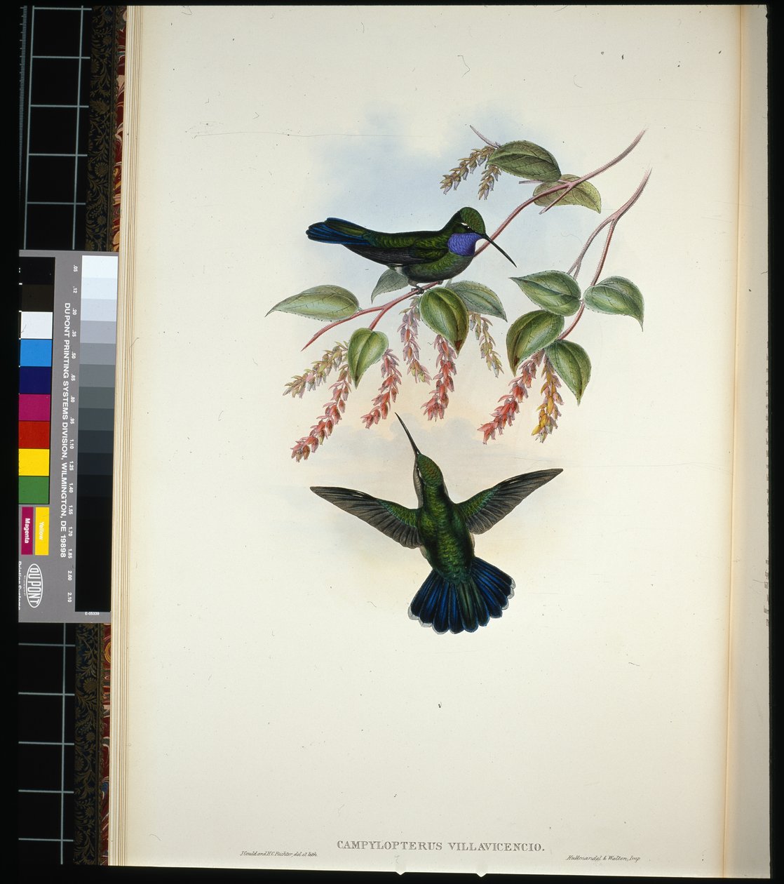 Villavicencio szablyaszárnya (Campylopterus villavicencio) (kézzel színezett fotó) alkotó: John (after) Gould