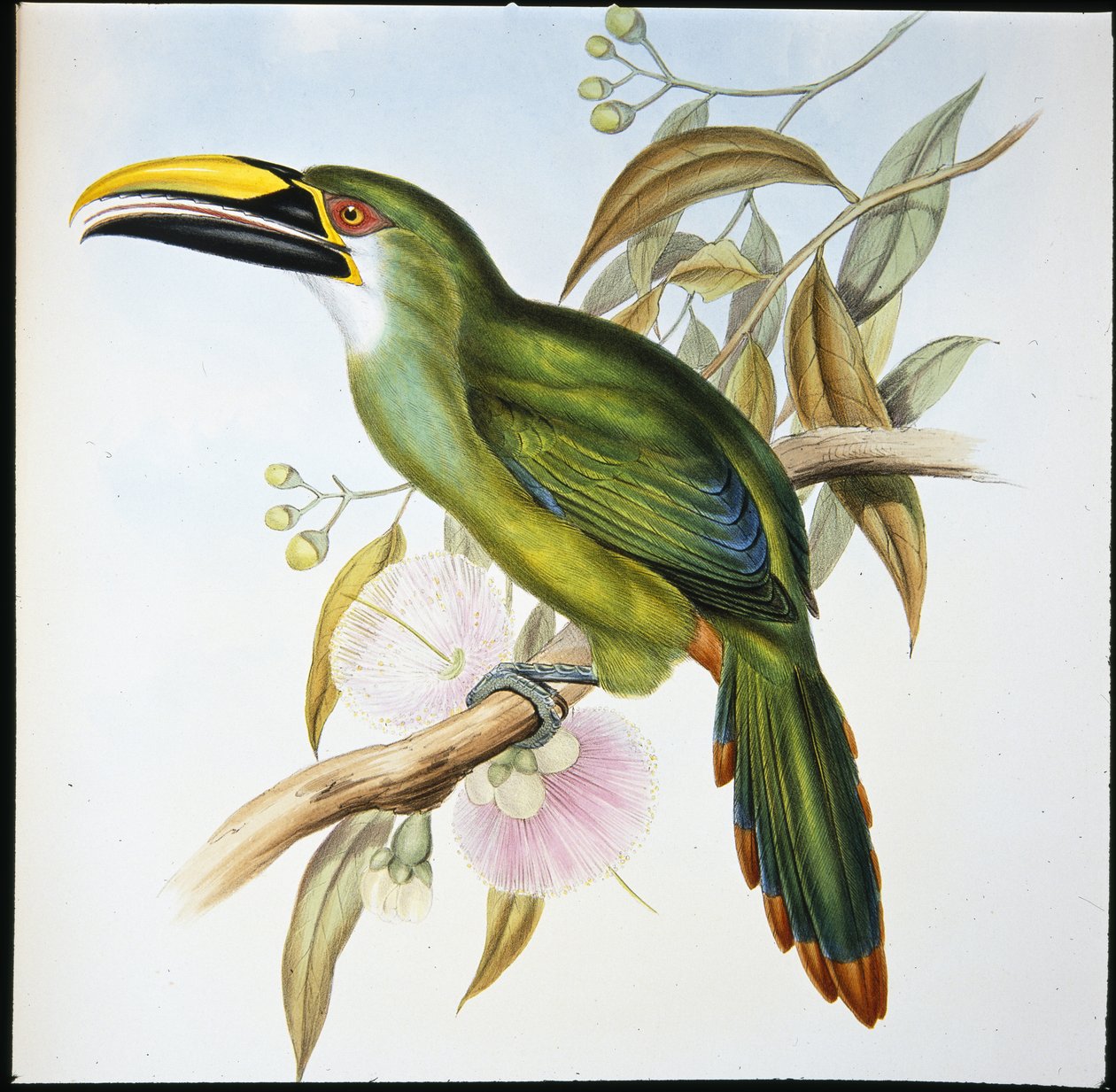 Wagler horonycsőrű (Aulacoramphus Wagleri) (kézzel színezett litó) alkotó: John (after) Gould