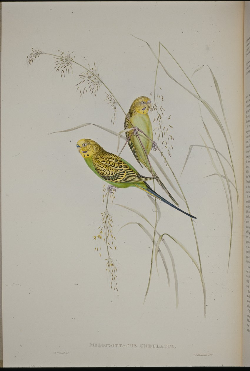 Varázsló füves papagáj (Melopsittacus Undulatus) (kézzel színezett litho) alkotó: John (after) Gould