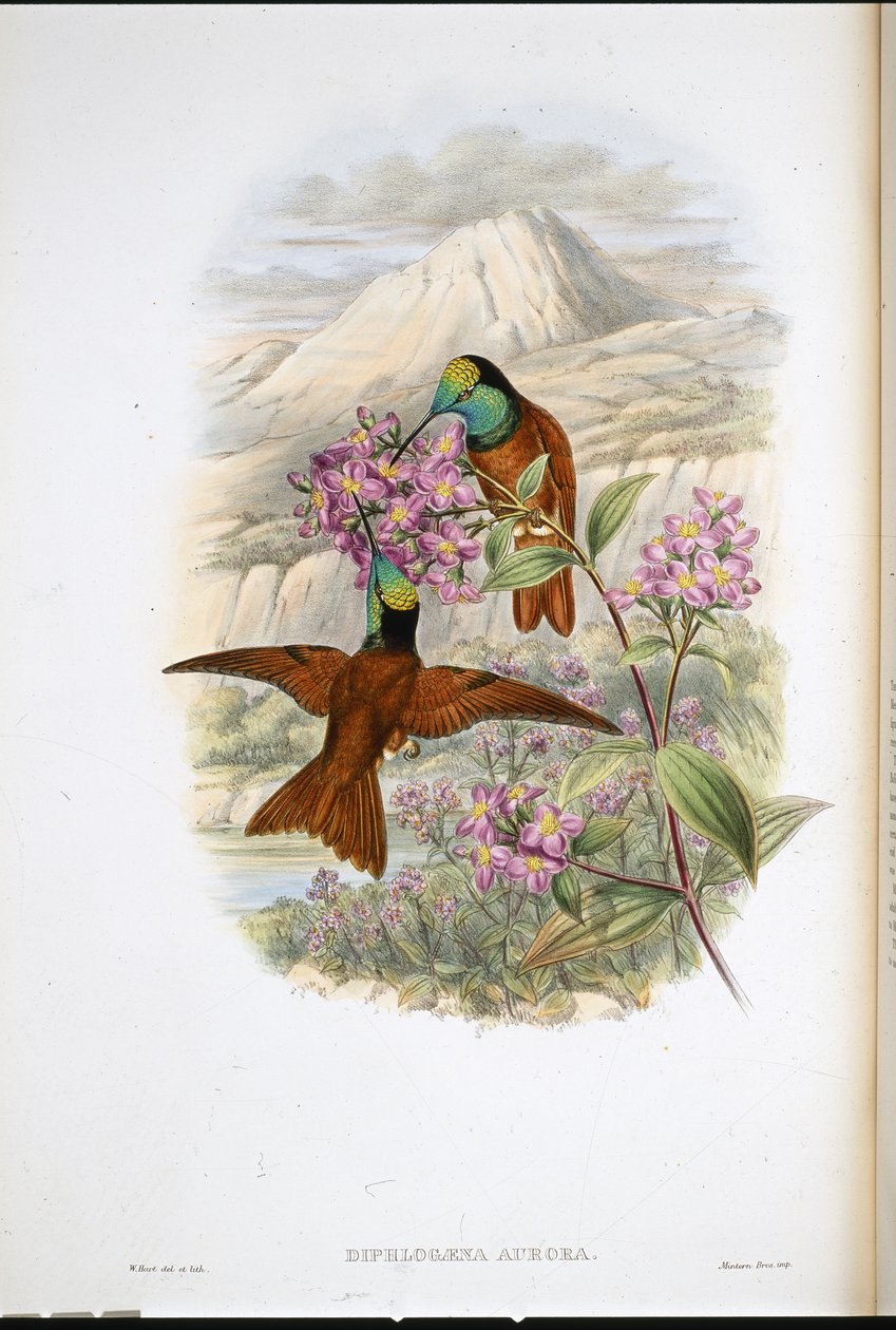 Warszewicz szivárvány kolibri (Diphlogaena Aurora) (kézzel színezett litó) alkotó: John (after) Gould