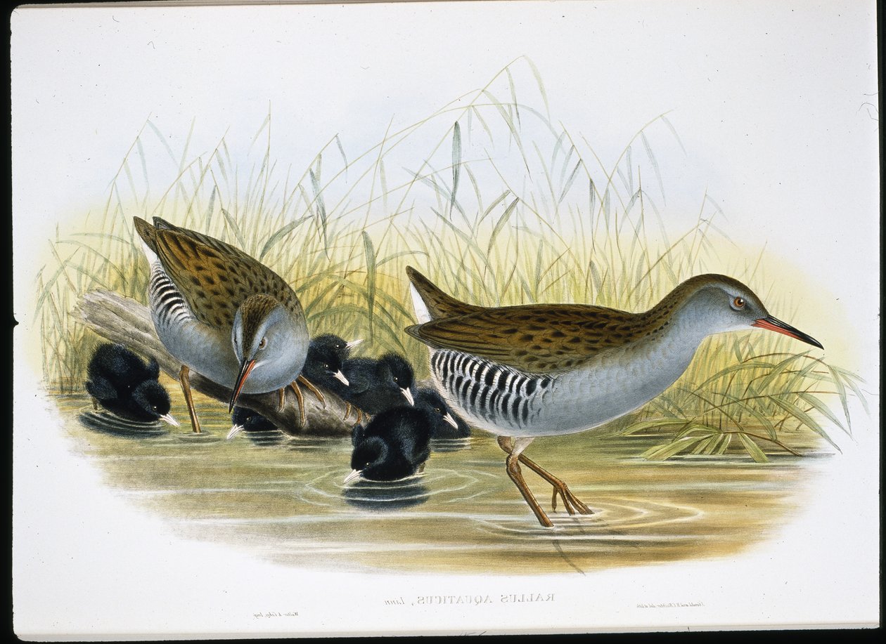 Vízivasút (Rallus Aquaticus) (kézzel színezett litho) alkotó: John (after) Gould