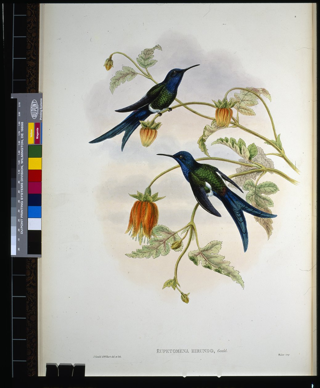 Nyugati fecskefarkú (eupetomena hirundo) (kézzel színezett litho) alkotó: John (after) Gould