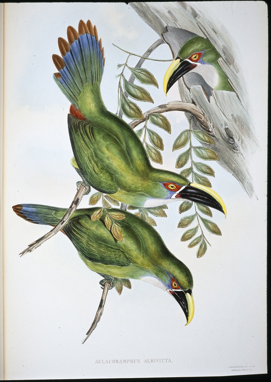 Fehér sávos barázdacsőrű tukán (Aulacoramphus Albivitta) (kézzel színezett litho) alkotó: John (after) Gould