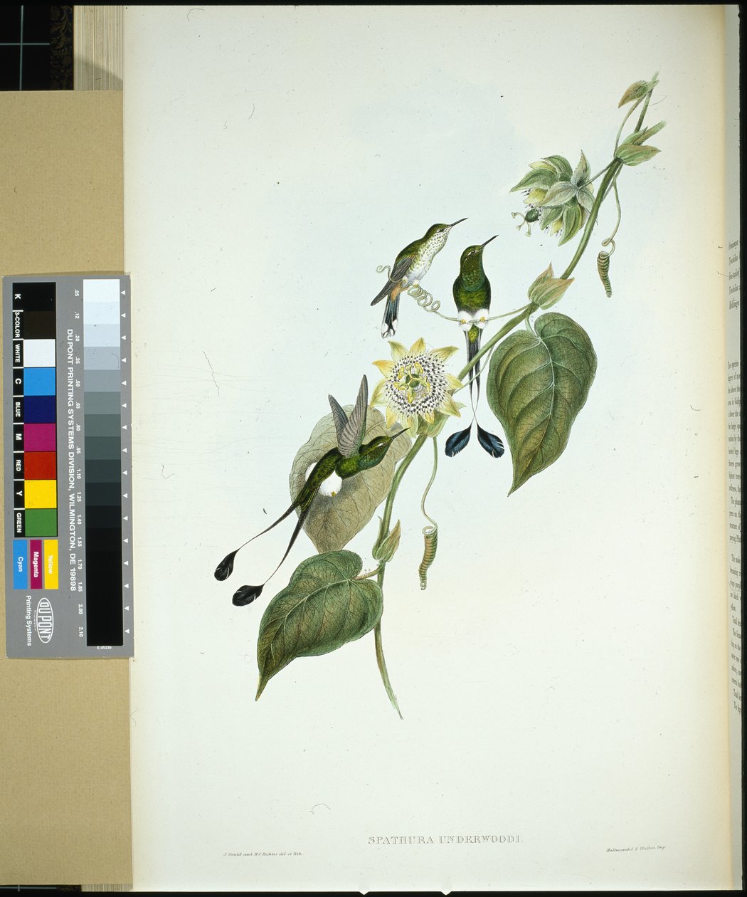 Fehér csizmás ütőfarok (spathura Underwoodi) (kézzel színezett litho) alkotó: John (after) Gould