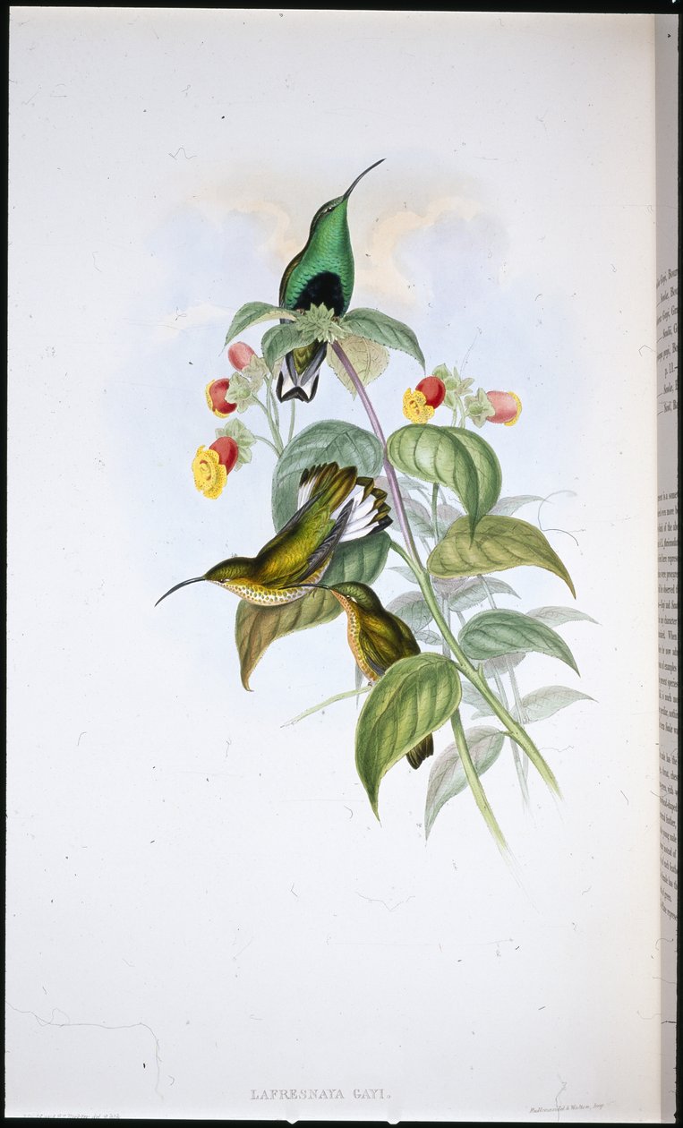Fehérfarkú bársonymell (Lafresnaya Gayi) (kézzel színezett litho) alkotó: John (after) Gould
