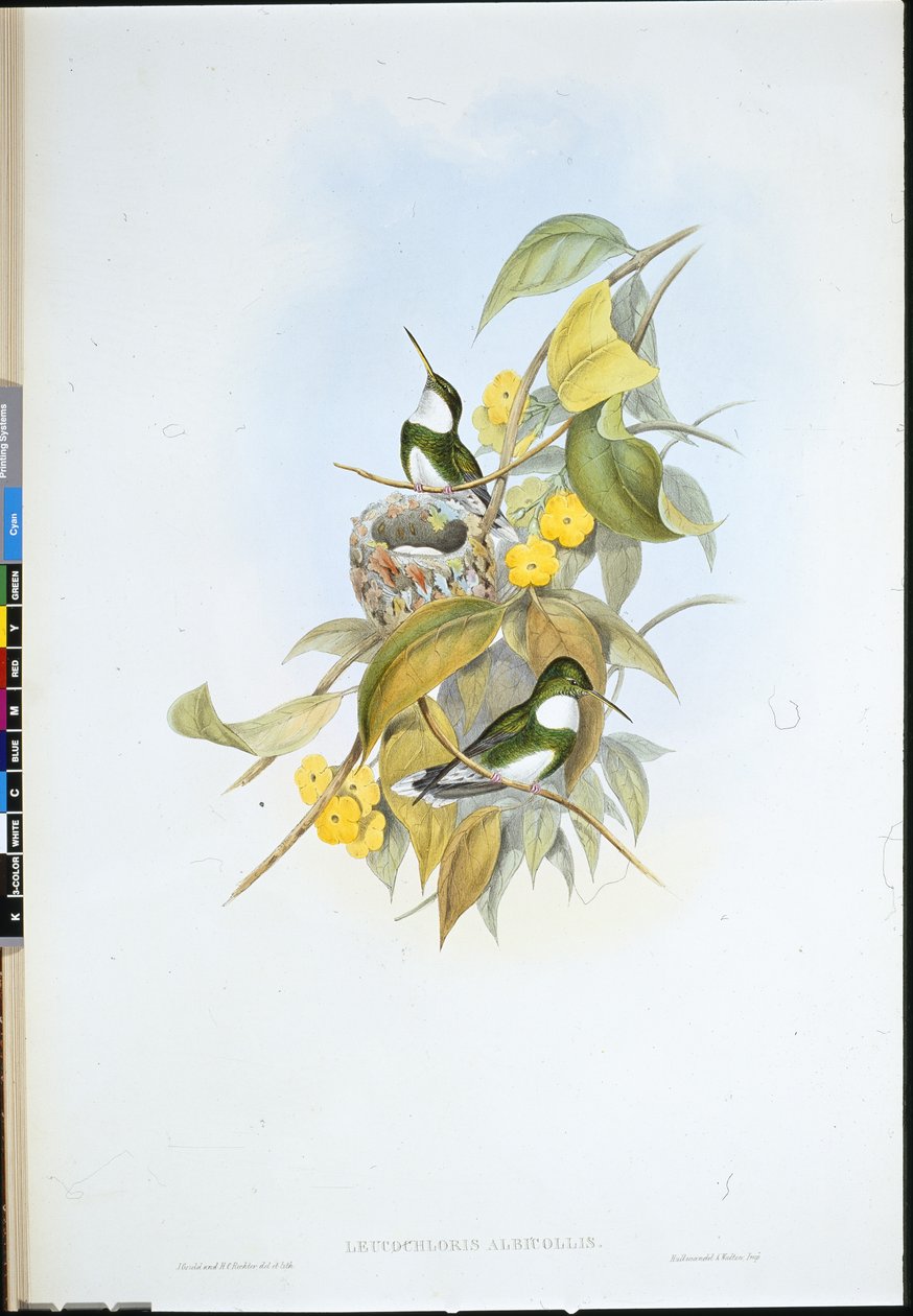 Fehér torok (Leucochloris Albicollis) (kézzel színezett litho) alkotó: John (after) Gould