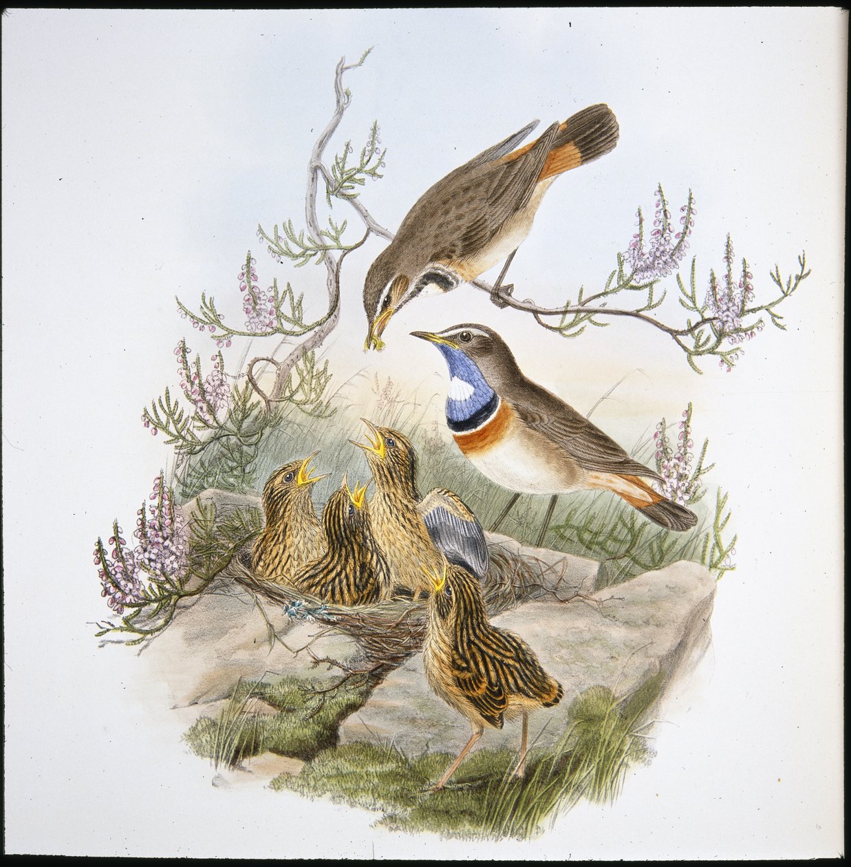 Fehértorkú kékmellű (Cyanecula Leucocyana) (kézzel színezett litho) alkotó: John (after) Gould