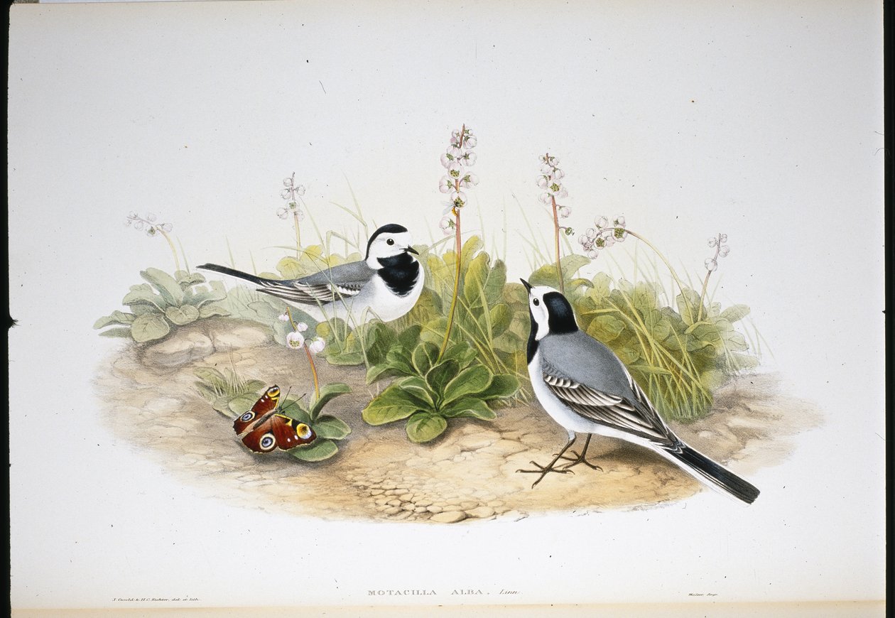 Fehér billegető (Motacilla Alba) (kézzel színezett litho) alkotó: John (after) Gould