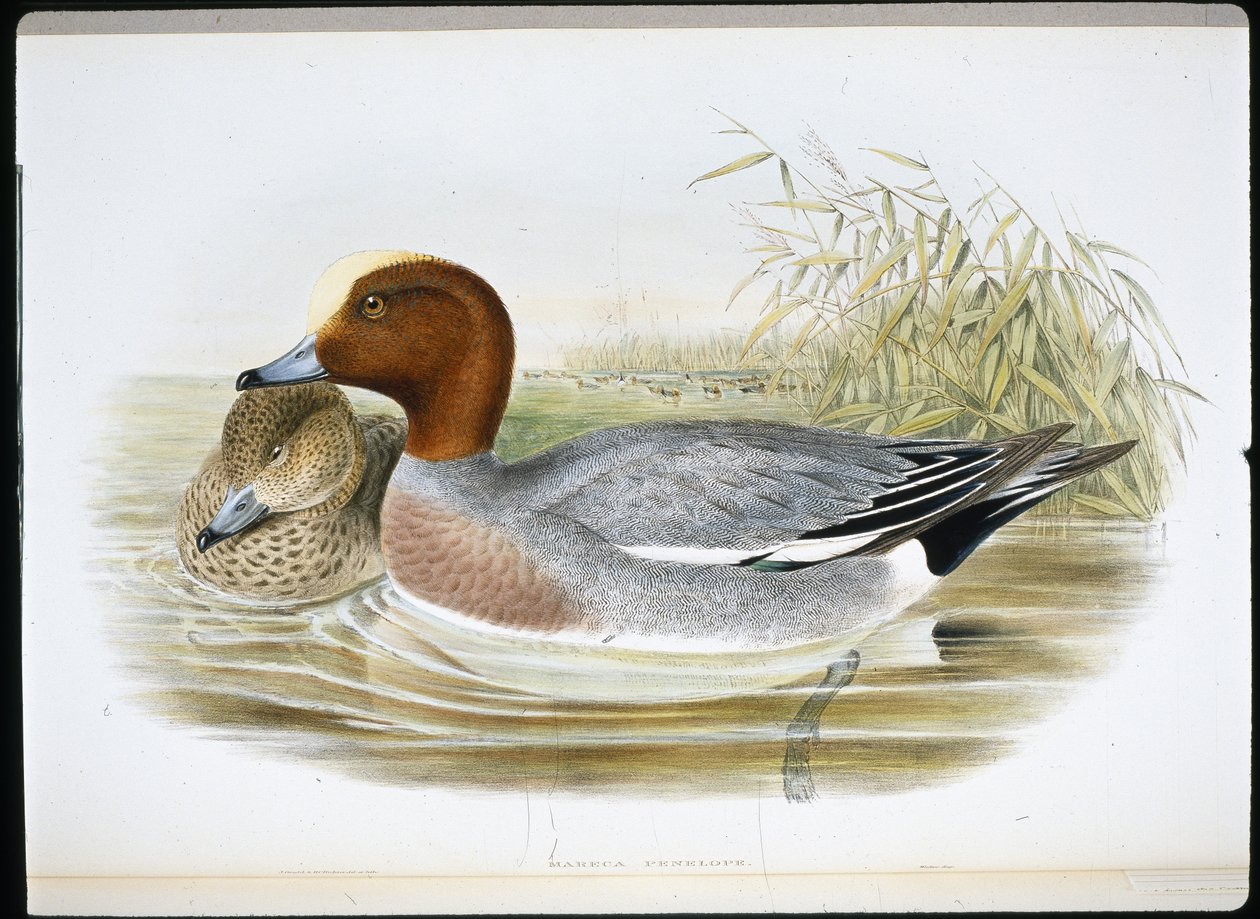 Widgeon (Mareca Penelope) (kézzel színezett litho) alkotó: John (after) Gould