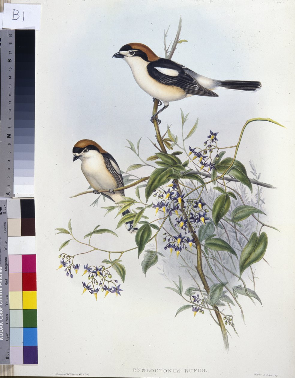 Woodchat Shrike (Enneoctonus Rufus) (kézzel színezett litho) alkotó: John (after) Gould