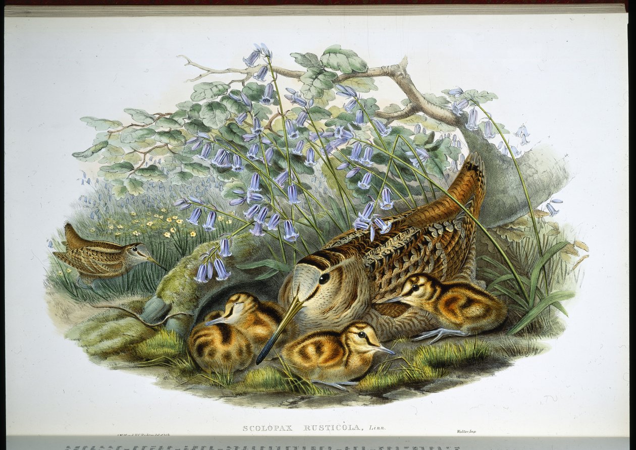 Fakakas (Scolopax Rusticola) (kézzel színezett litho) alkotó: John (after) Gould