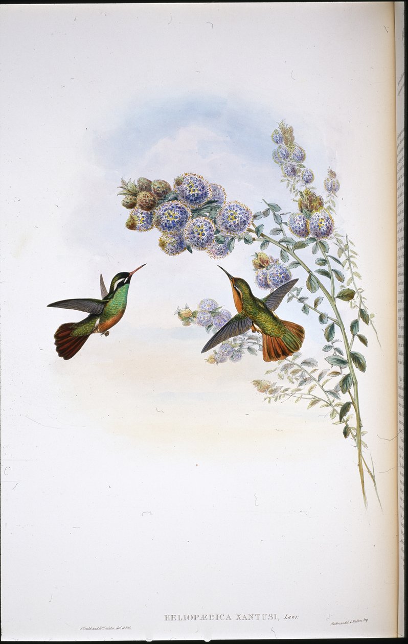 Xantus kolibri (Heliopaedica Xantusia) (kézzel színezett litho) alkotó: John (after) Gould