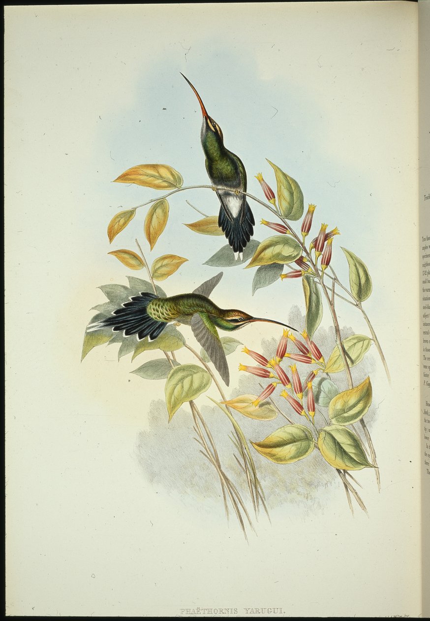 Yarquian Remete (Phaerthornis Yarugui) (kézzel színezett litó) alkotó: John (after) Gould