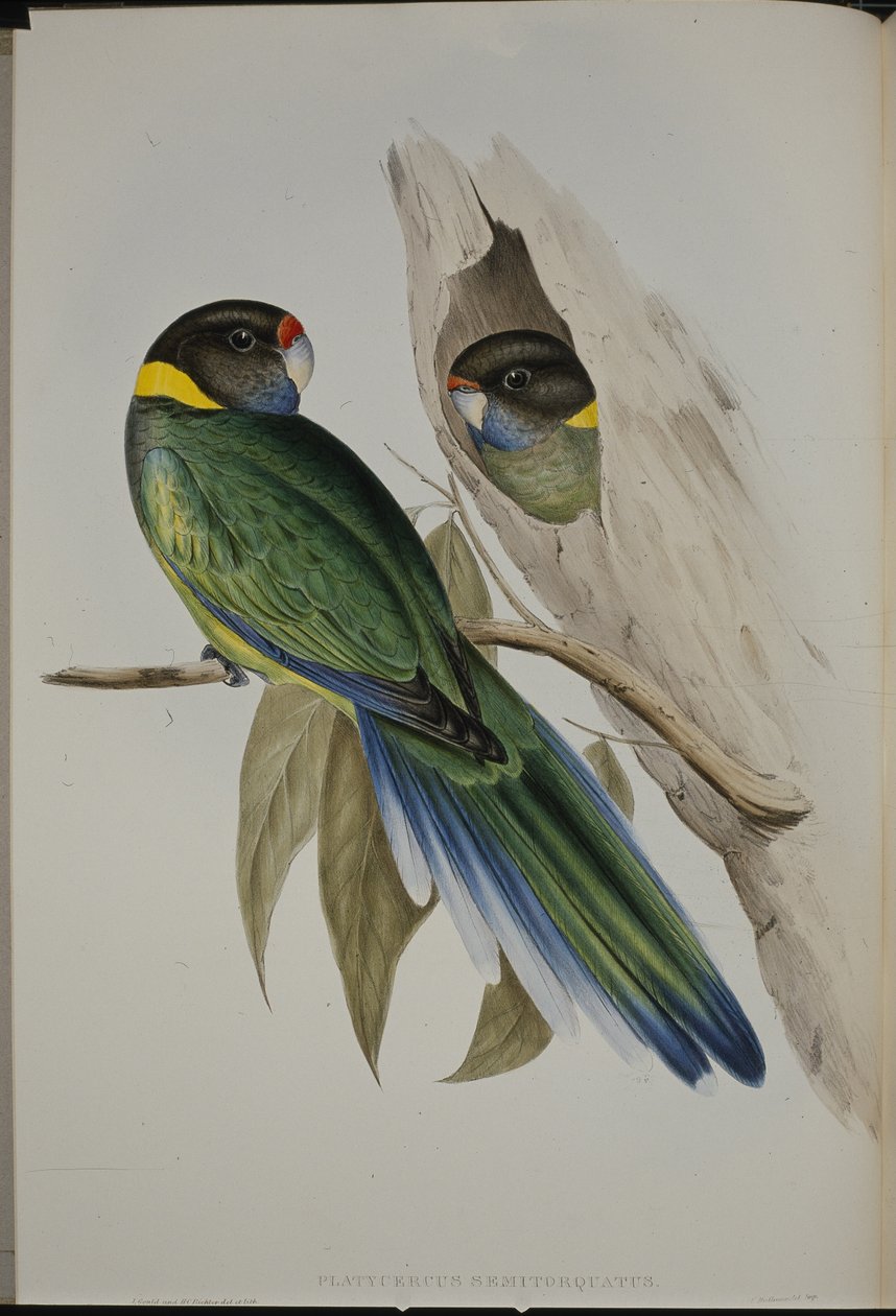 Sárga gallérú papagáj (Platycercus Semitorquatus) (kézzel színezett litho) alkotó: John (after) Gould