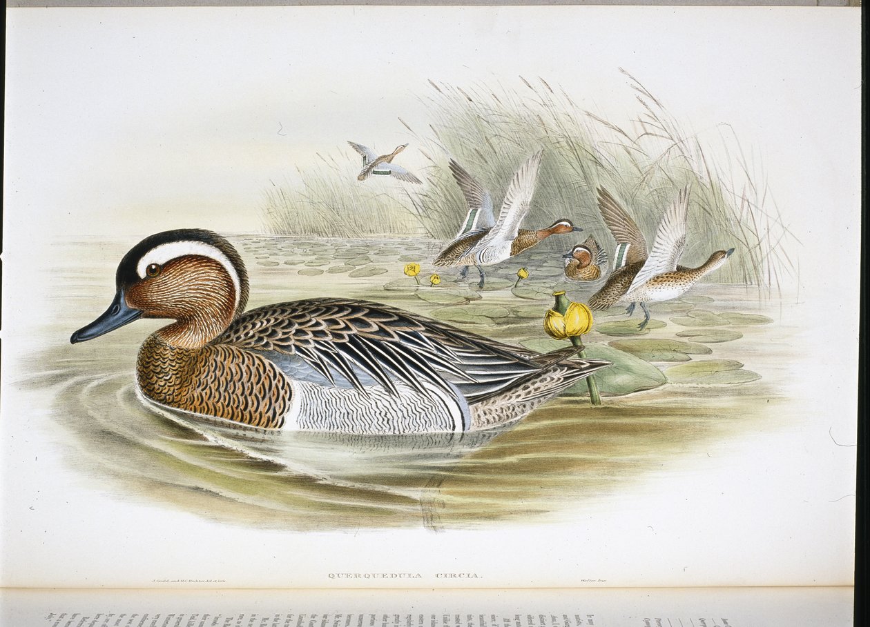 Querquedula Circia (kézzel színezett litó) alkotó: John (after) Gould