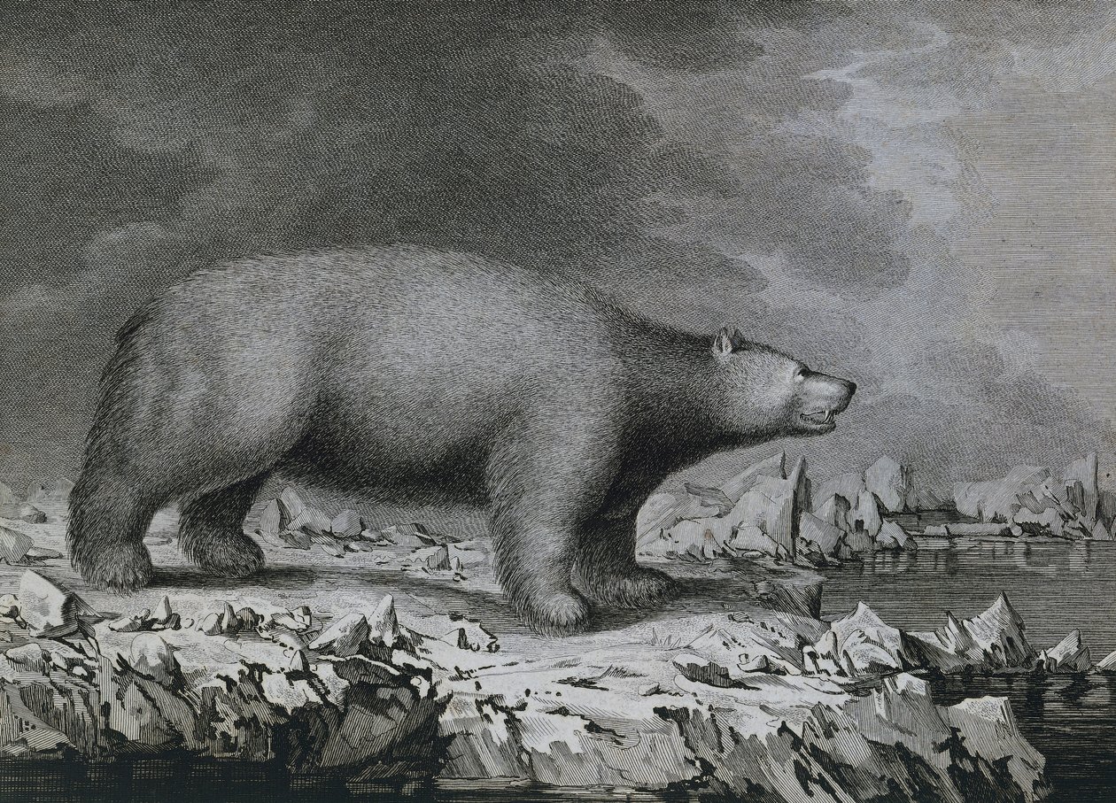 Jegesmedve, Peter Mazel metszete John Webber (1750-1793) rajza után, amelyet James Cook harmadik utazása során készített alkotó: John (after) Webber