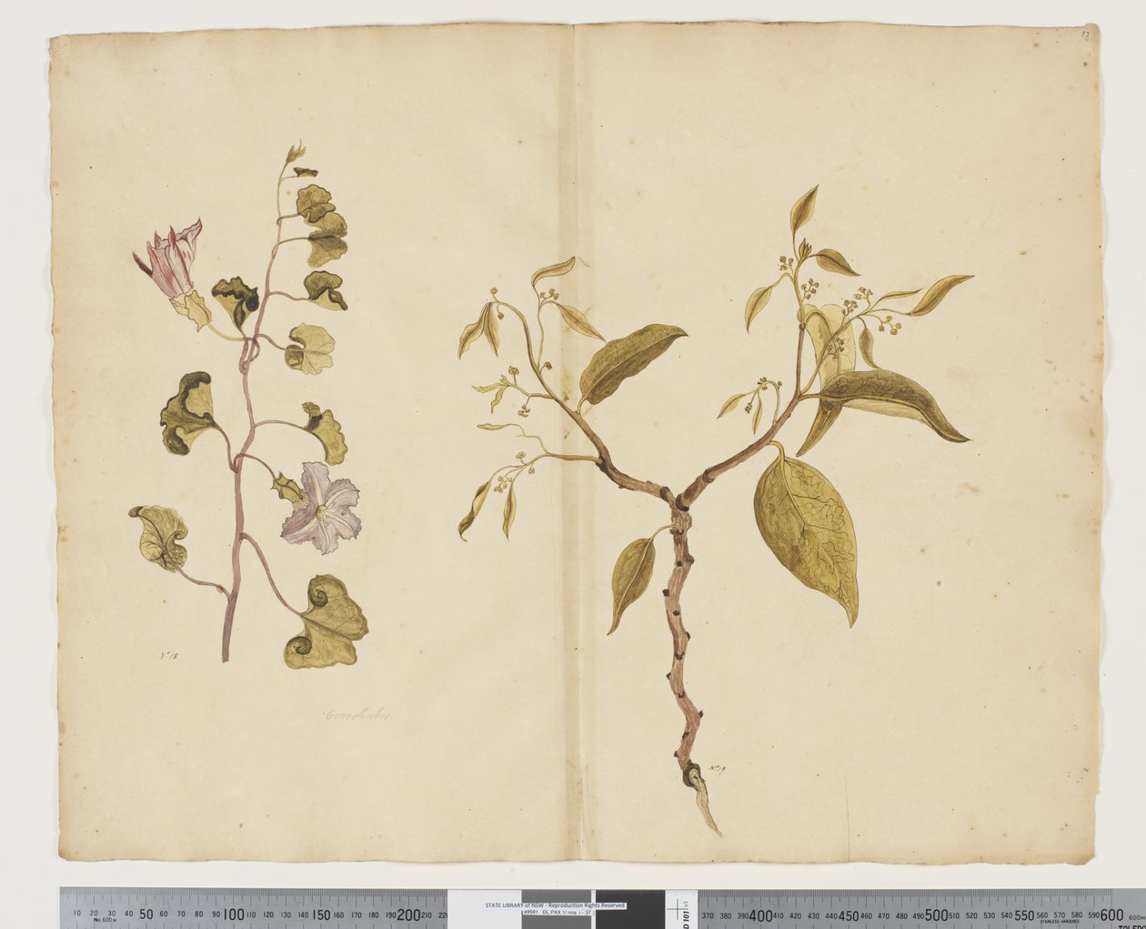 F.13 Ipomea Pes, kecske; Celtis paniculata, 1790-1795 körül (akvarell és tinta papíron) alkotó: John (attr. to) Doody