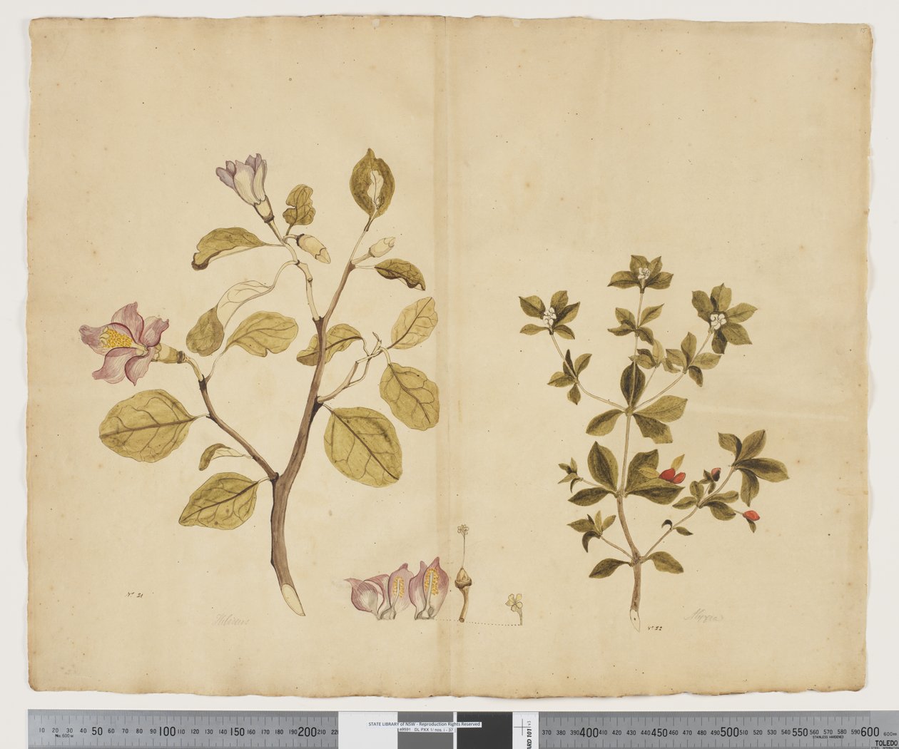 F.15 Lagunaria Patersonia; Alyxia gynopogon, 1790-95 körül (akvarell és tinta papíron) alkotó: John (attr. to) Doody