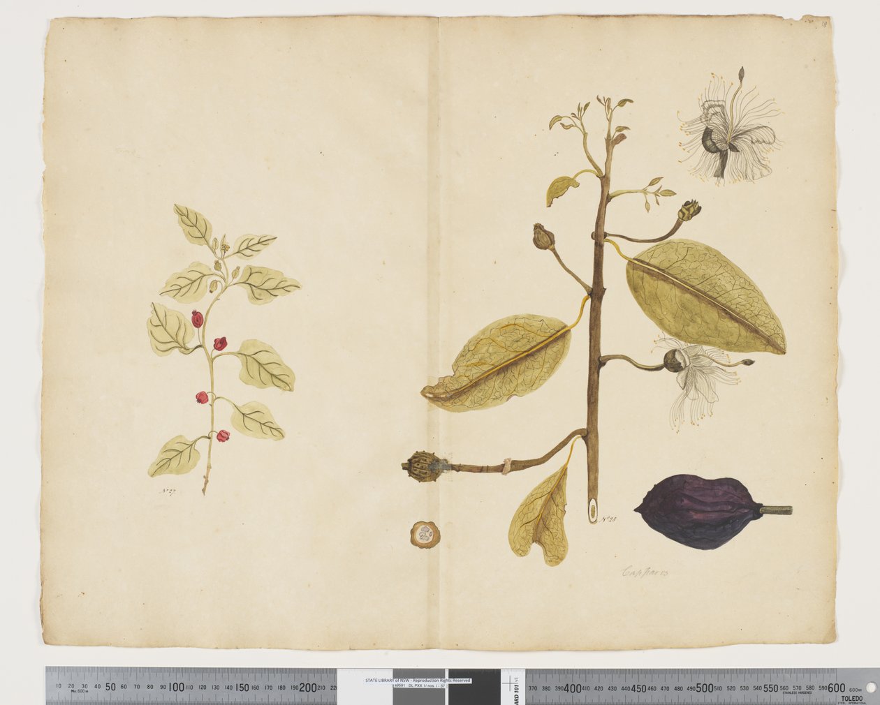 F.18 Tetragonia impplexicoma; Caparis nobilis „Devil