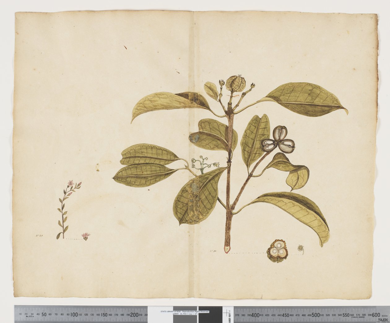 F.19 Samolus repens; Baloghia lucida, 1790-95 körül (tinta és akvarell papíron) alkotó: John (attr. to) Doody