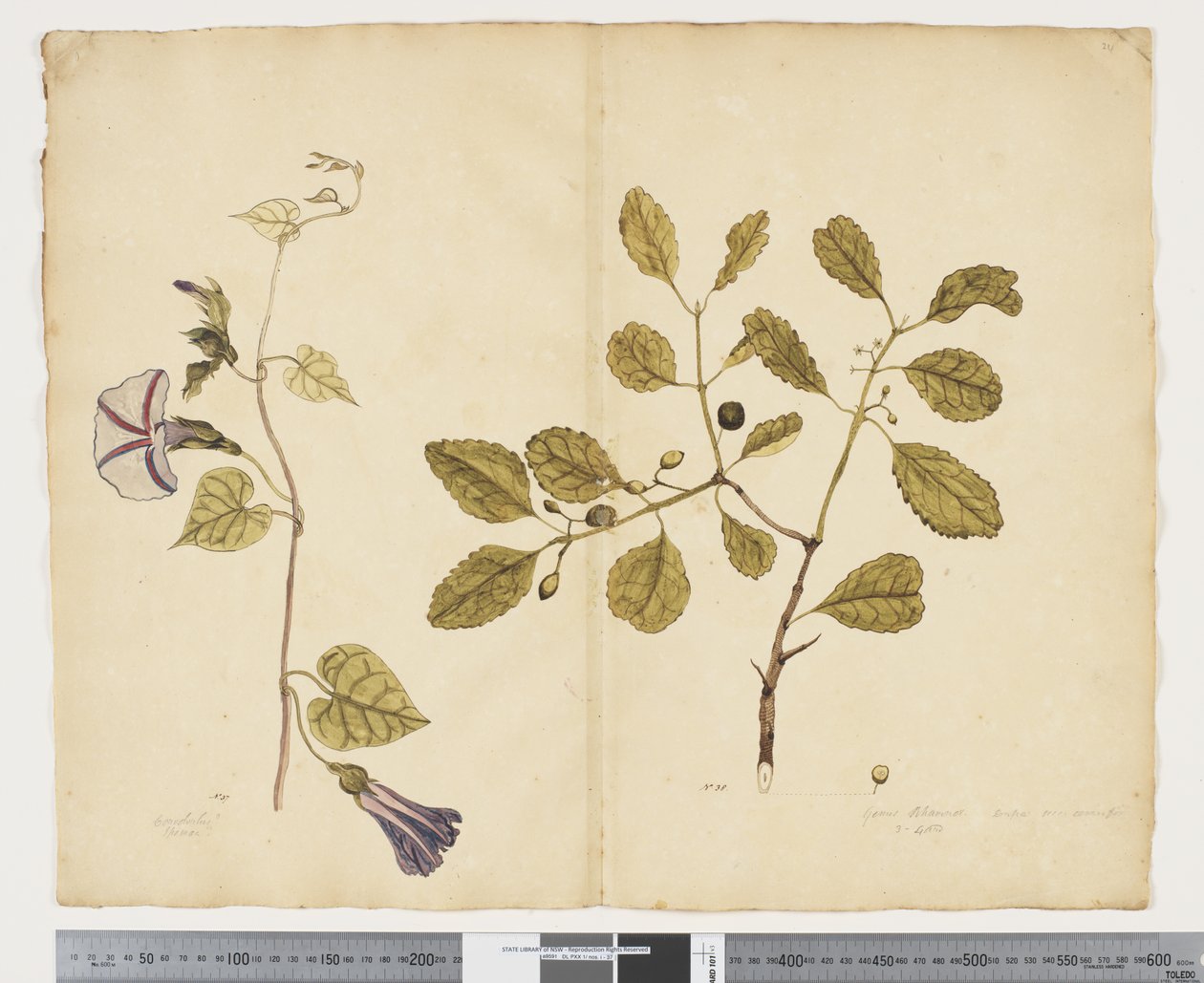 F.24 Ipomoea congesta; Elaeodendron curtipendulum, 1790-95 körül (akvarell és tinta papíron) alkotó: John (attr. to) Doody