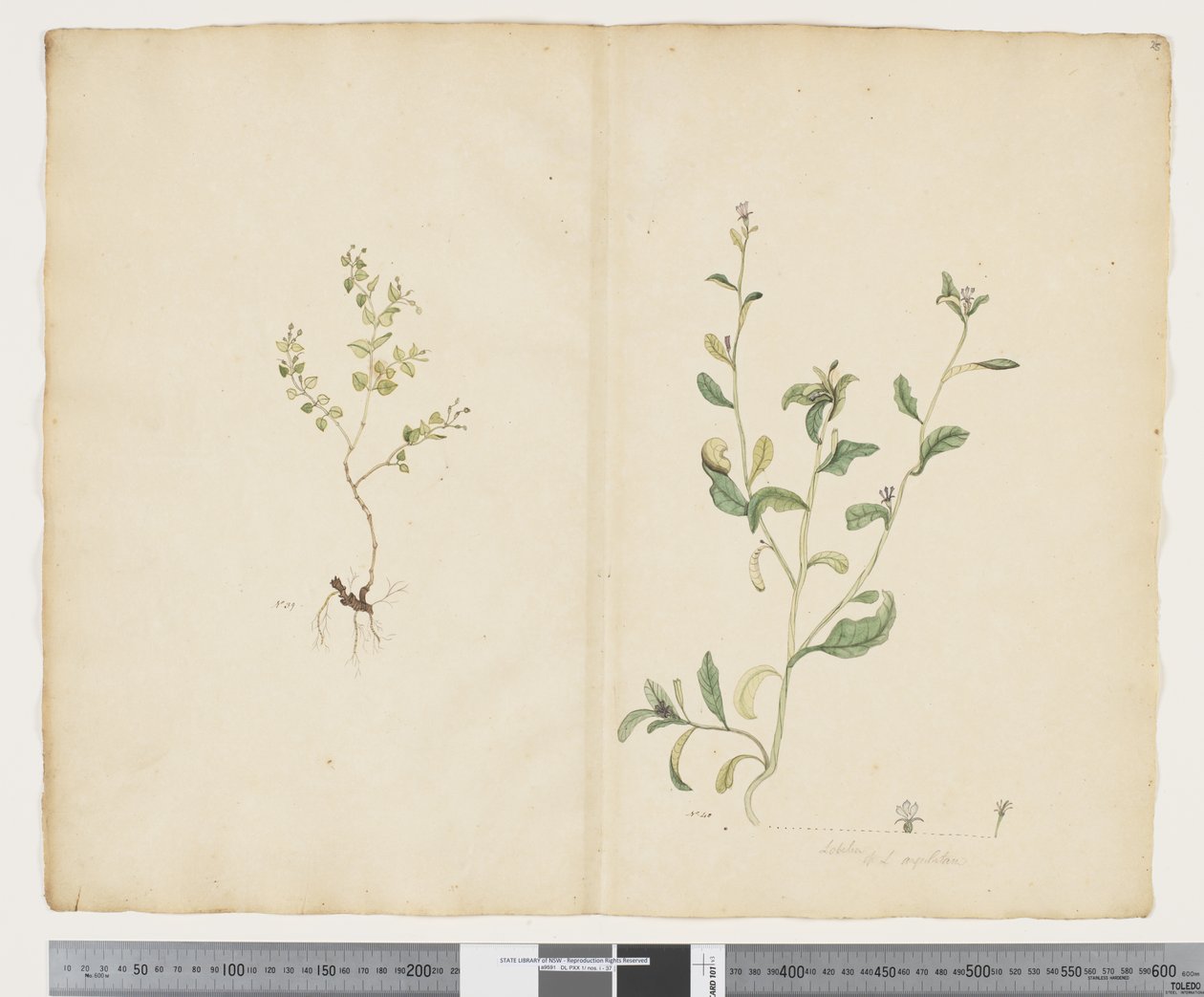 F.25 Euphorbia sparrmannii; Lobelia alata, 1790-1795 körül (akvarell és tinta papíron) alkotó: John (attr. to) Doody