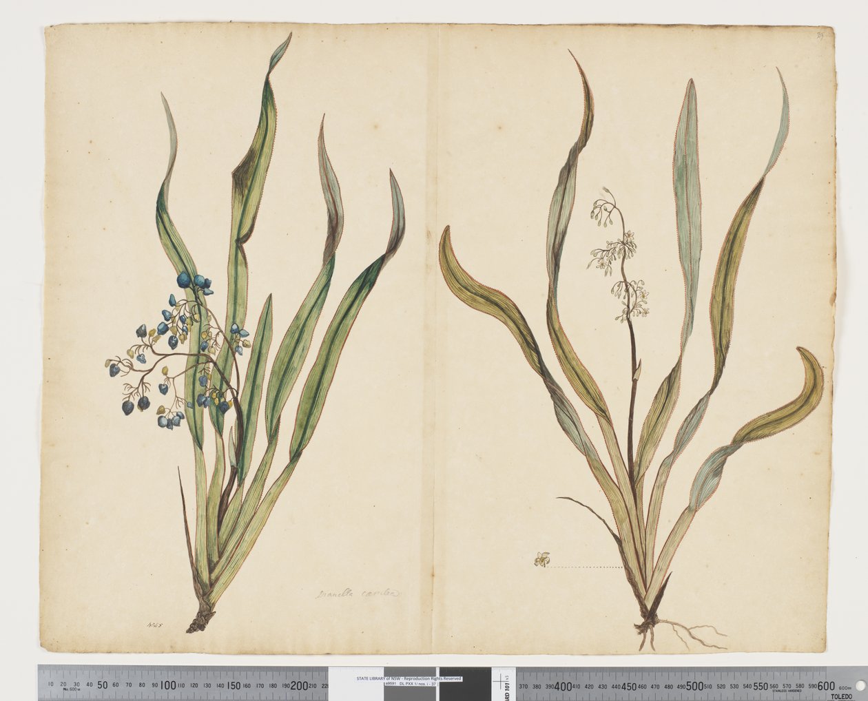 F.29 Dianella intermedia, 1790-1795 körül (akvarell és tinta papíron) alkotó: John (attr. to) Doody