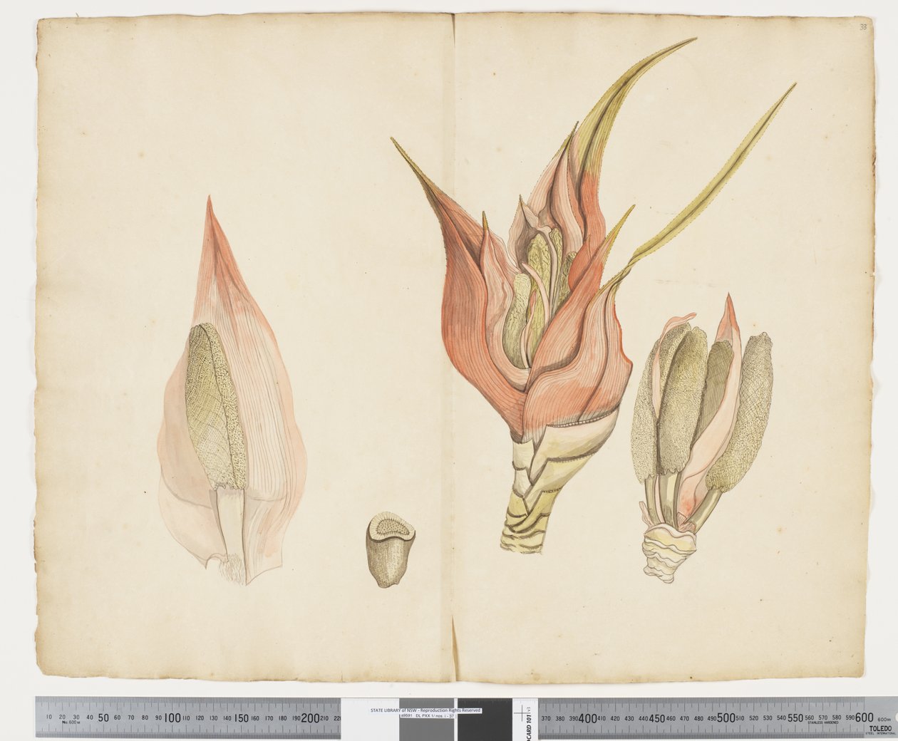 F.33 Freycinetia baueriana, 1790–1795 körül (tinta és akvarell papíron) alkotó: John (attr. to) Doody