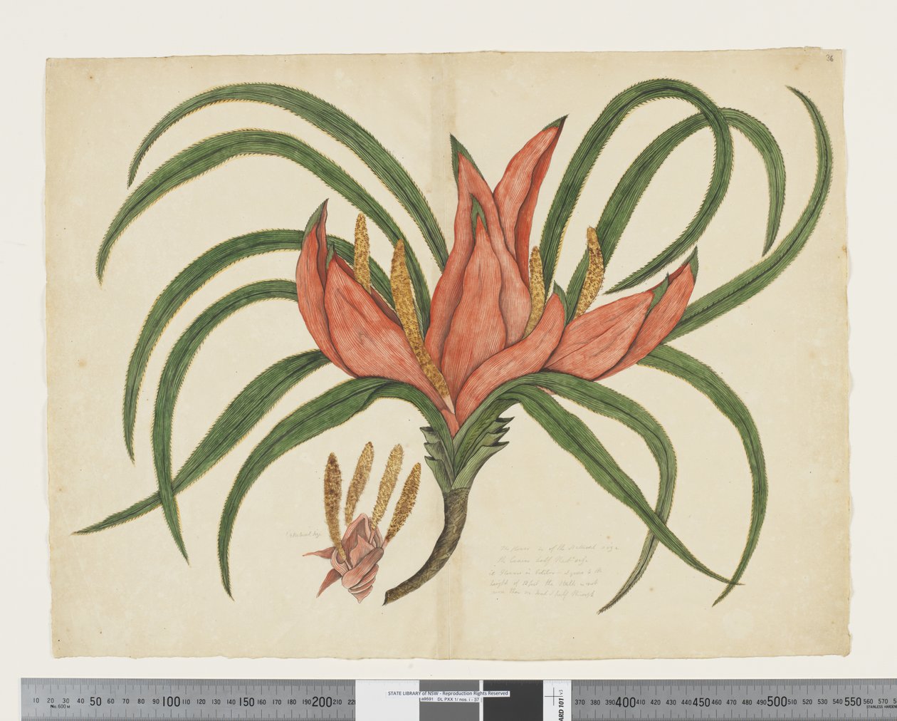 F.36 Freycinetia baueriana, 1790–1795 körül (akvarell és tinta papíron) alkotó: John (attr. to) Doody