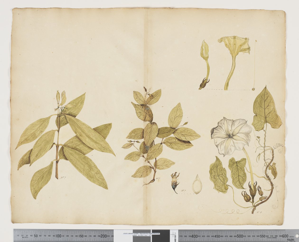 F.6 Wikstroemia Australis; Ipomea, 1790-1795 körül (akvarell és tinta papíron) alkotó: John (attr. to) Doody