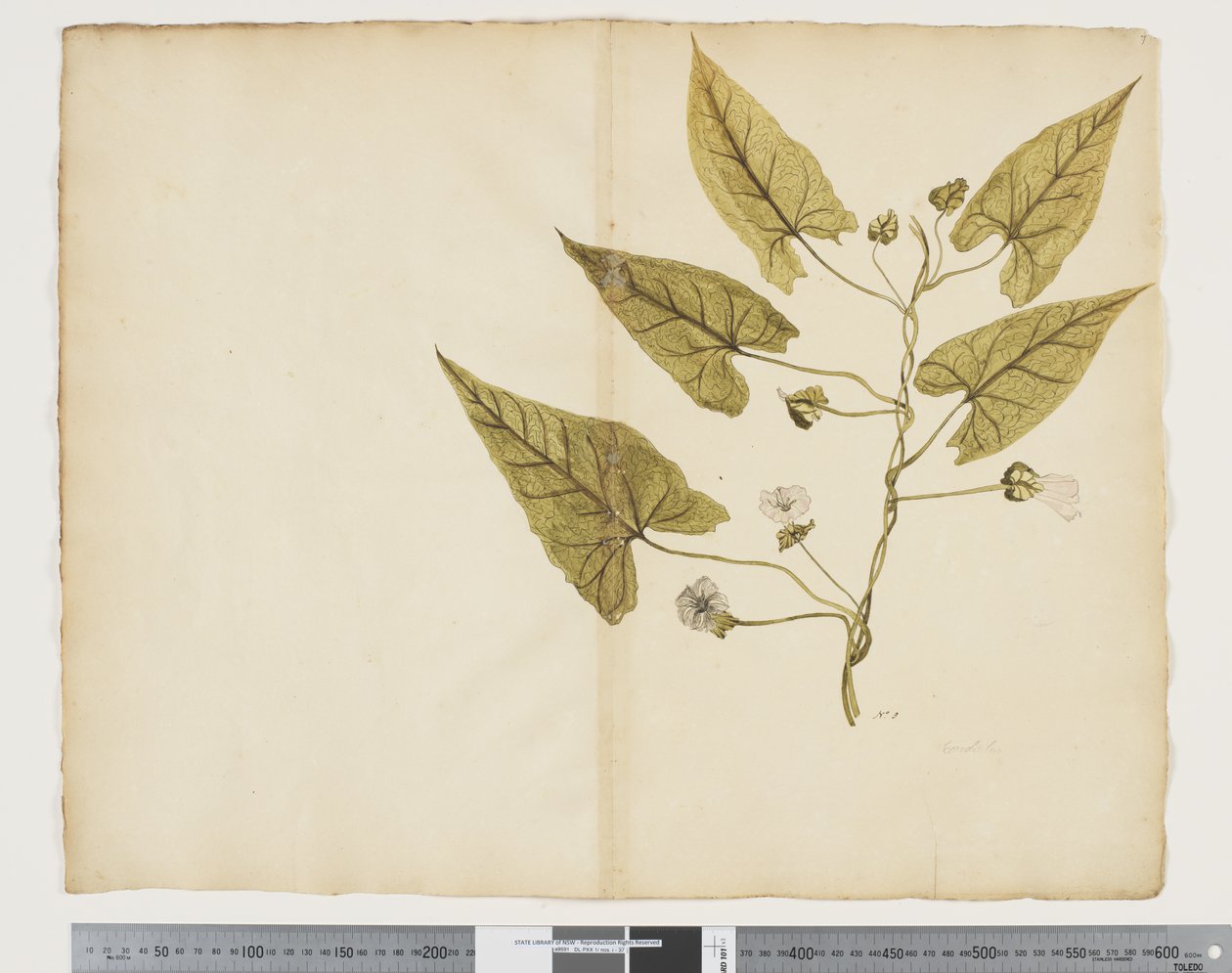 F.7 Calystegia affinis, 1790-1795 körül (akvarell és tinta papíron) alkotó: John (attr. to) Doody