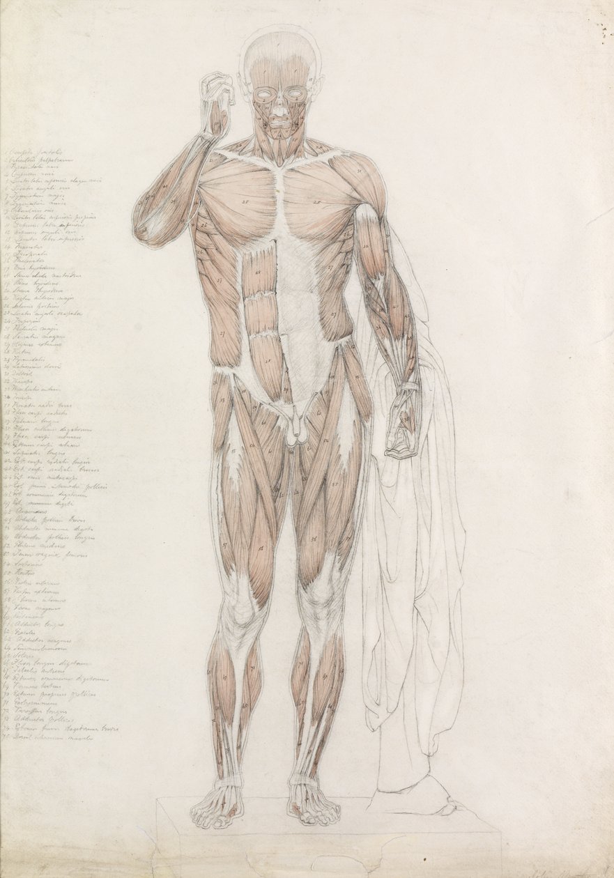 Anatómiai tanulmány: Emberi izomzat, in Contrapposto alkotó: John Bathe