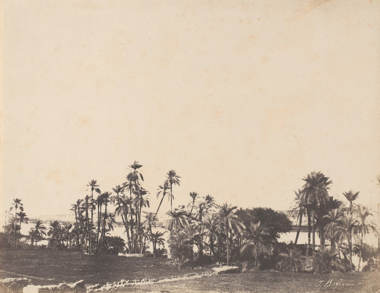 Tanulmány a pálmafákról, a Nílus partjairól, Kalabschi, 1853-54. alkotó: John Beasley Greene
