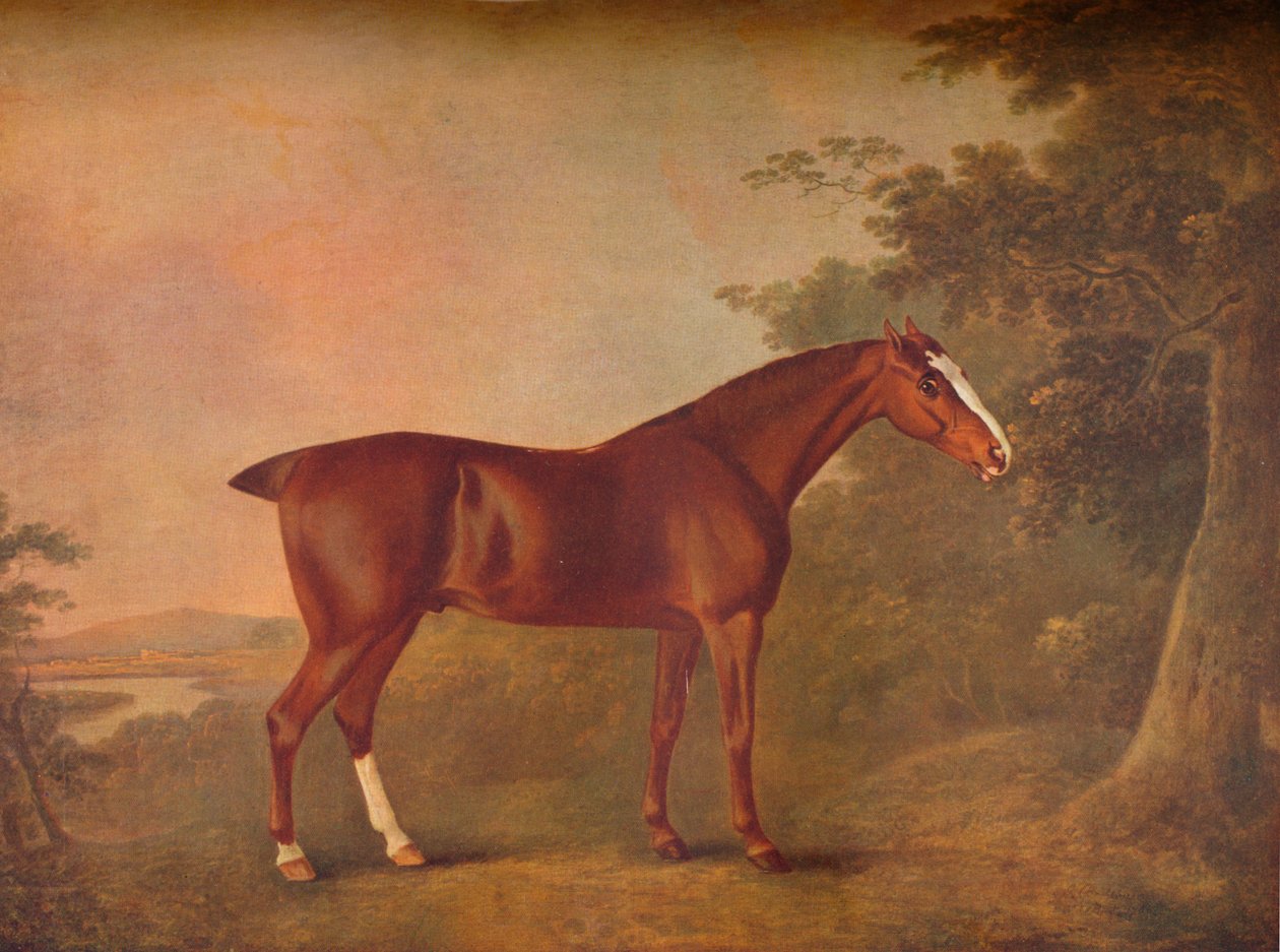 "Egy sötét gesztenye", 1788 alkotó: John Boultbee