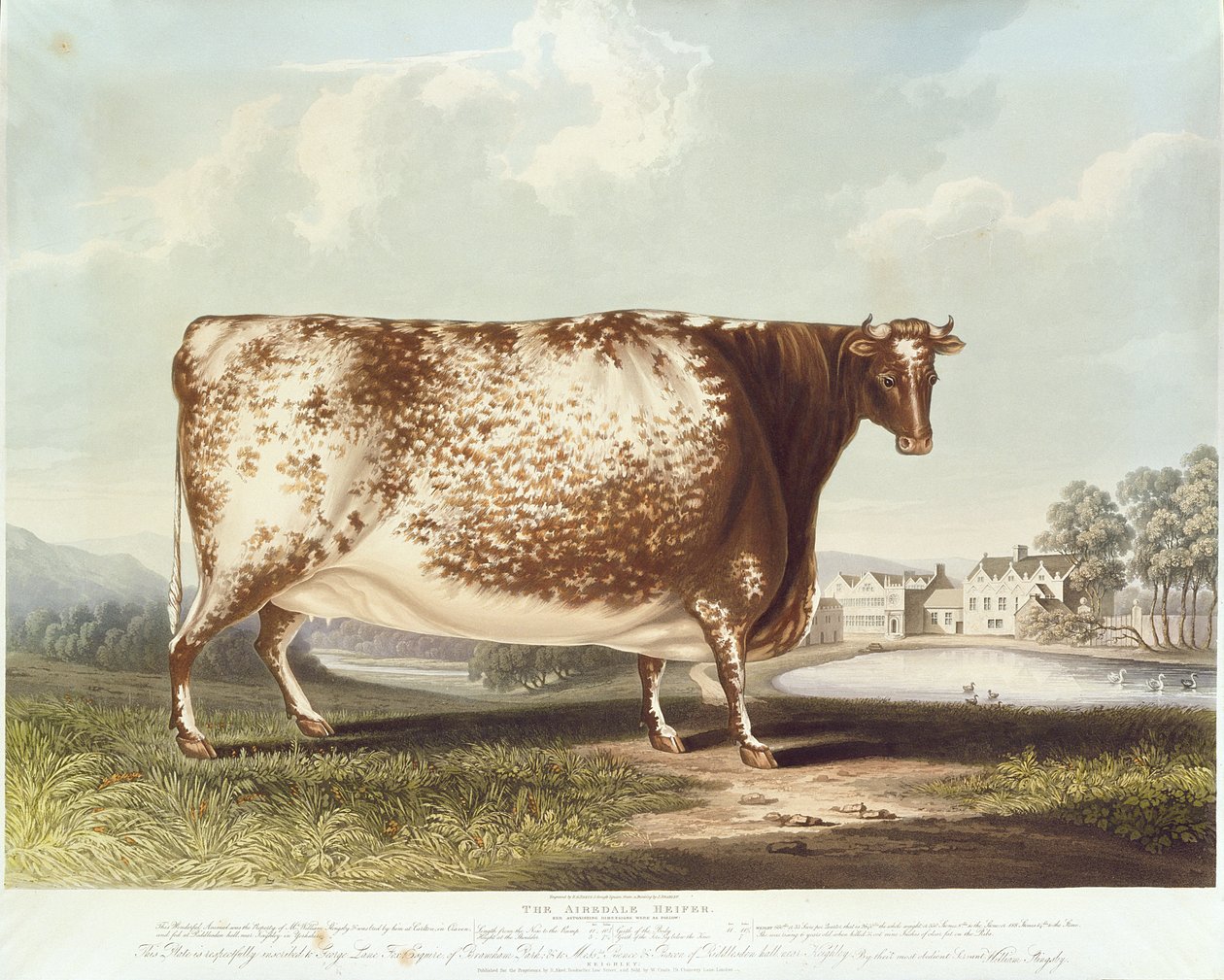 The Airedale Heifer, metszett R. Reeve, 1820 (színes metszet) alkotó: John Bradley
