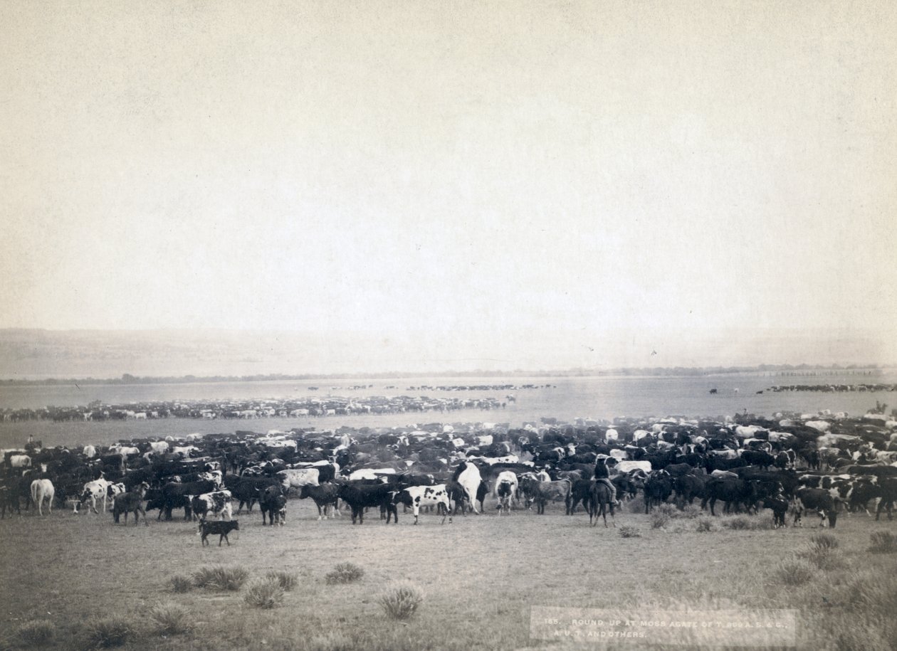 Cowboyok szarvasmarhát terelnek, Dél-Dakota 1890 körül (f/w fotó) alkotó: John C. H. Grabill