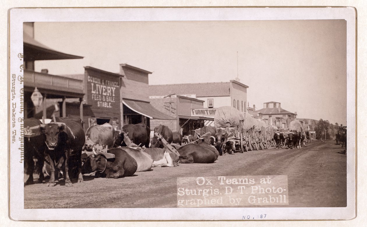 Ox teams at Sturgis, D.T., pub.1887 - 1892 (fotó) alkotó: John C. H. Grabill